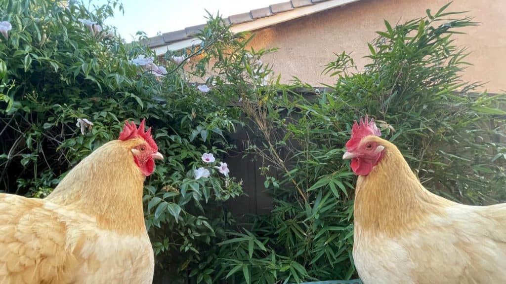 Two backyard hens face each other next to a suburban fence. You can see the neighbor's house on the other side.