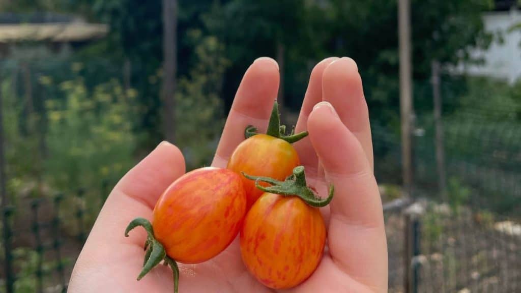 A hand holding three small sunrise bumblebee tomatoes.