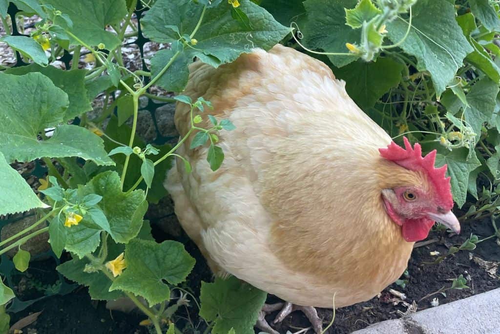 Our backyard in Southern California with our backyard hen next to the garden with leafy vines around her.